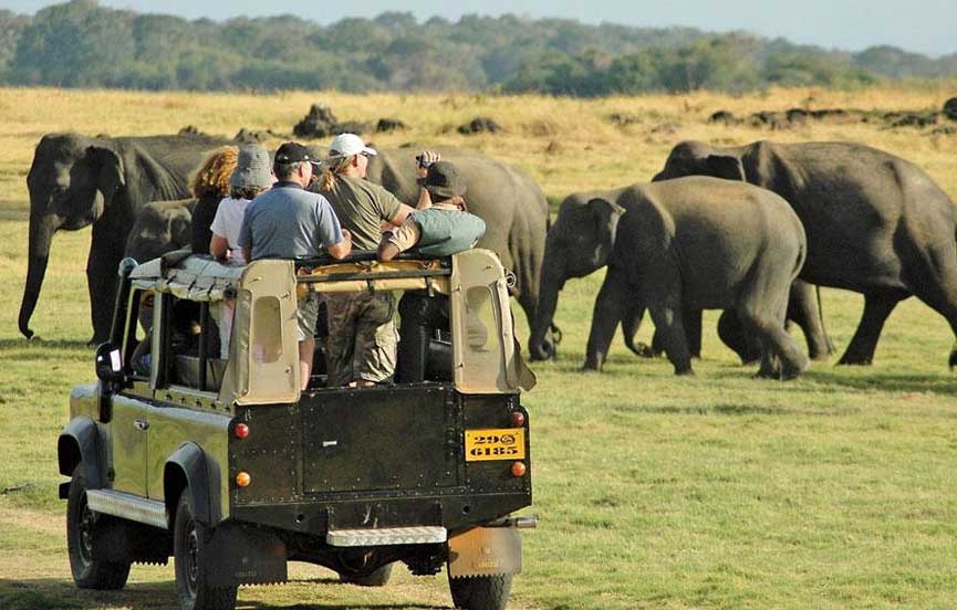 Safari Adventures
