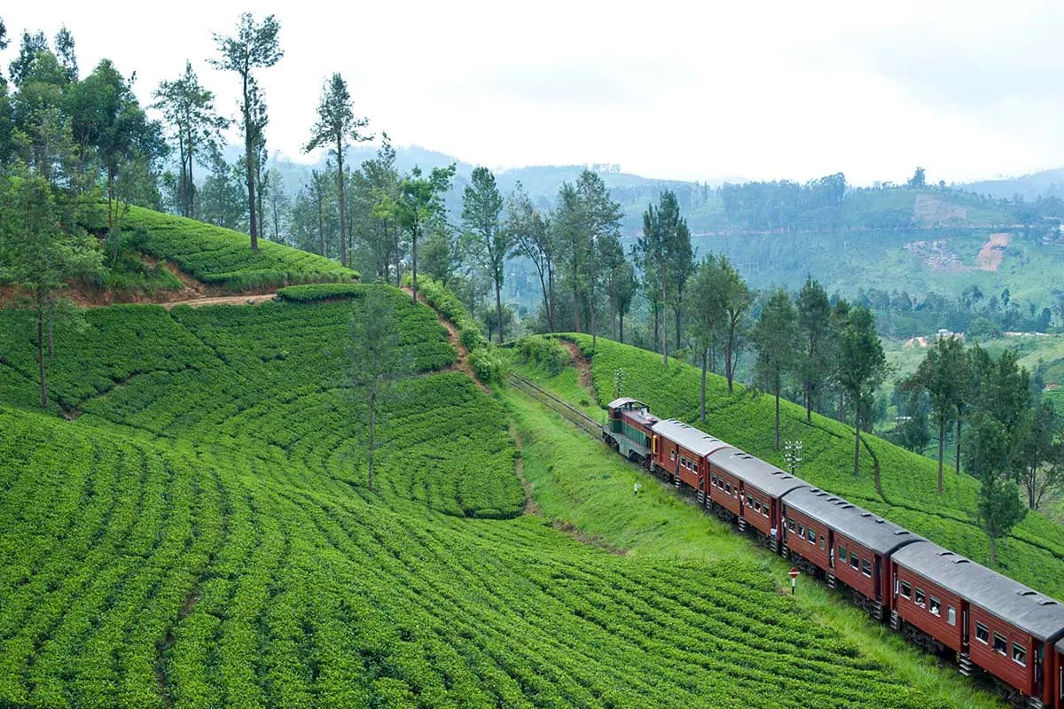 Tea Plantation Tours
