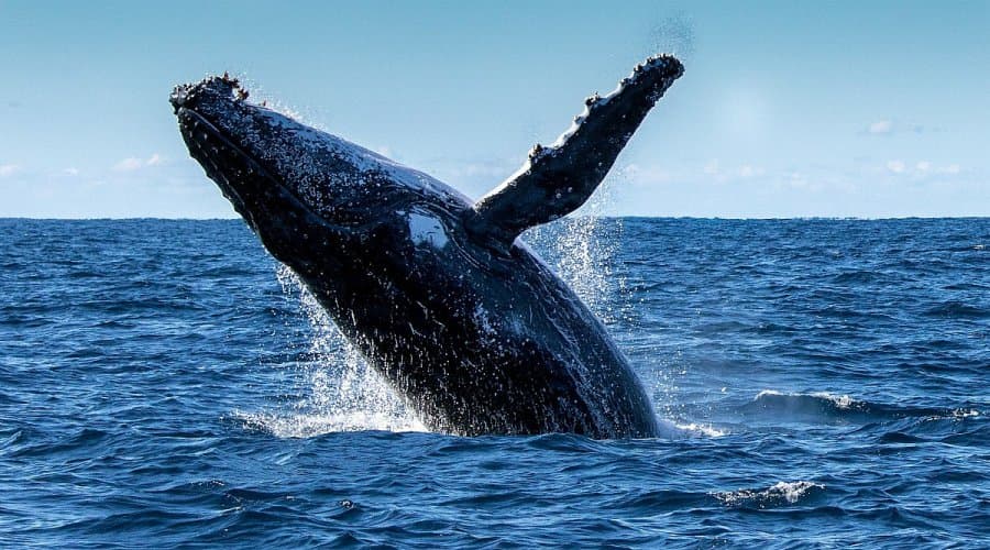 Whale Watching